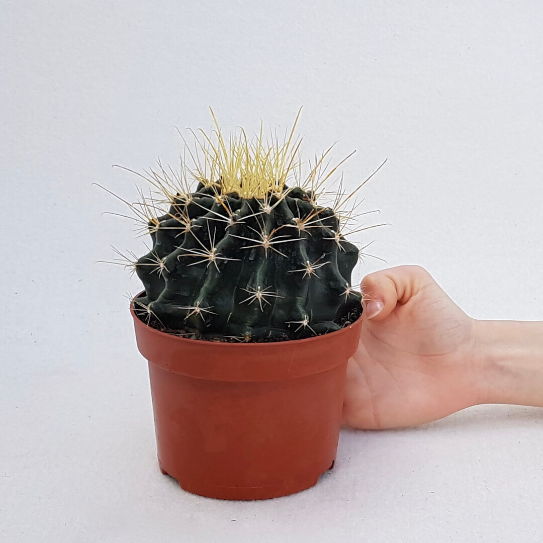 Hamatocactus hamatacanthus (Ferocactus hamatacanthus) vaso 13 - 1070