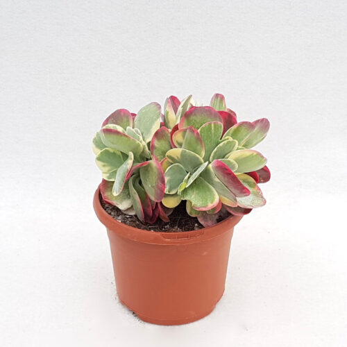 Kalanchoe thyrsiflora variegata vaso Ø 17