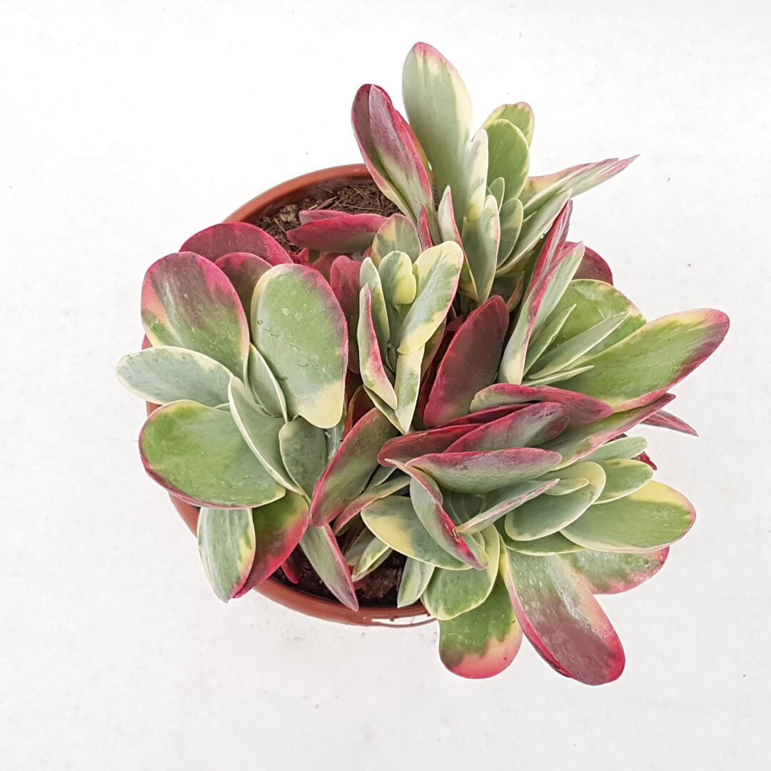 Kalanchoe thyrsiflora variegata vaso Ø 17