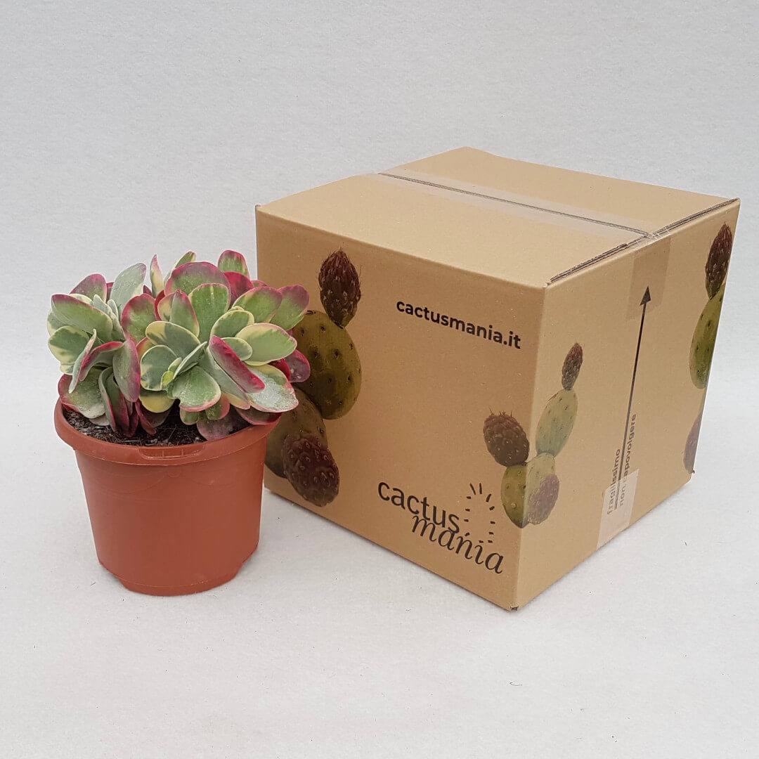 Kalanchoe thyrsiflora variegata vaso Ø 17
