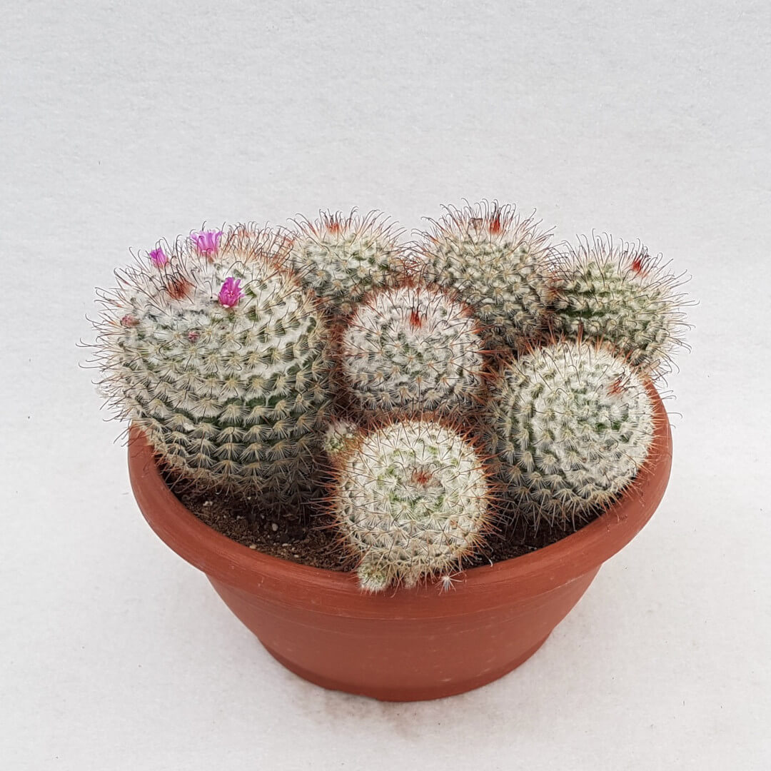 Mammillaria bombycina vaso Ø 25