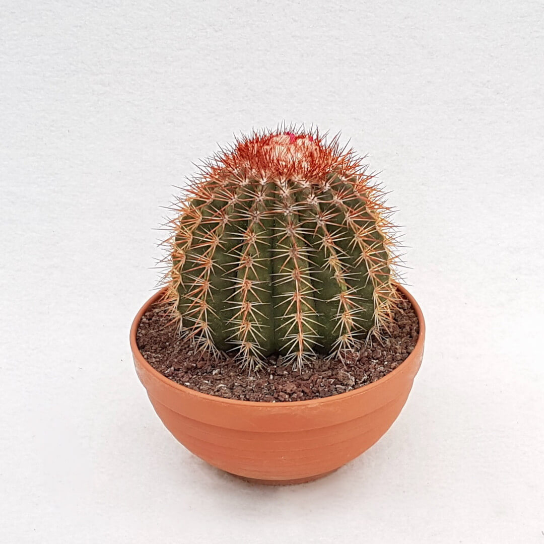 Melocactus broadwayi vaso Ø 20