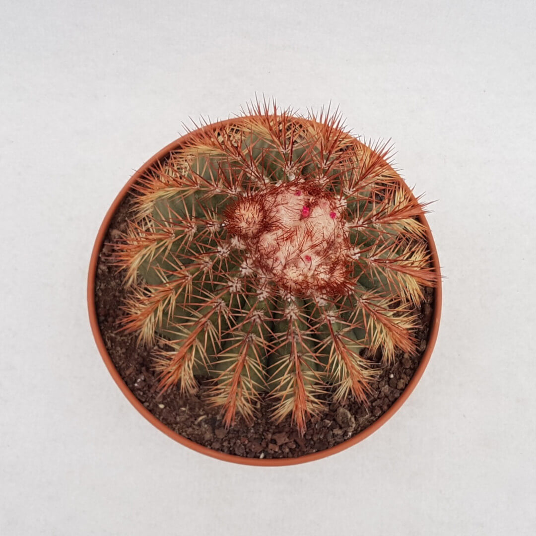 Melocactus broadwayi vaso Ø 20