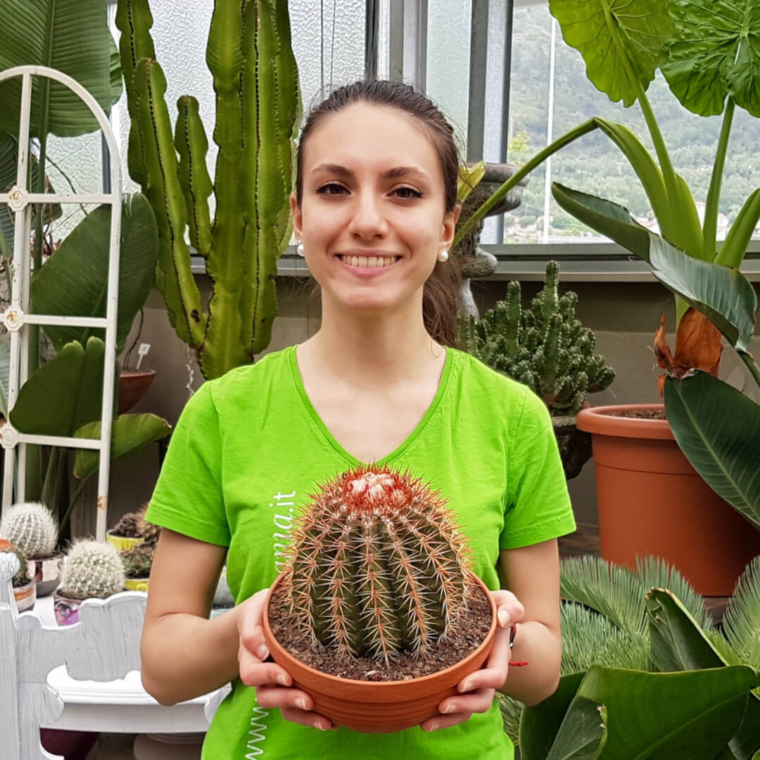 Melocactus broadwayi vaso Ø 20