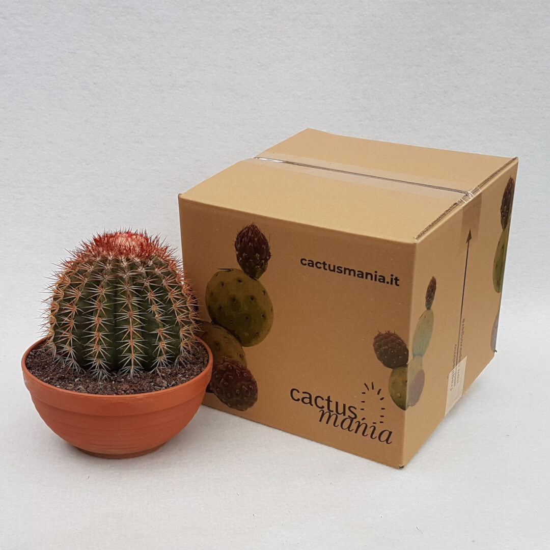 Melocactus broadwayi vaso Ø 20