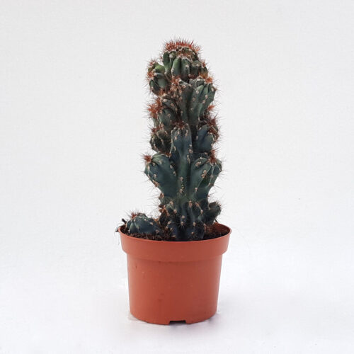Cereus peruvianus coral crestato vaso Ø 13