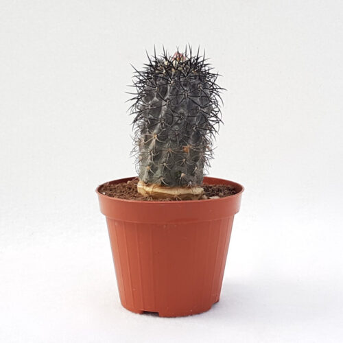 Copiapoa sp. Nova coralendid ignasi big 185 vaso Ø 14