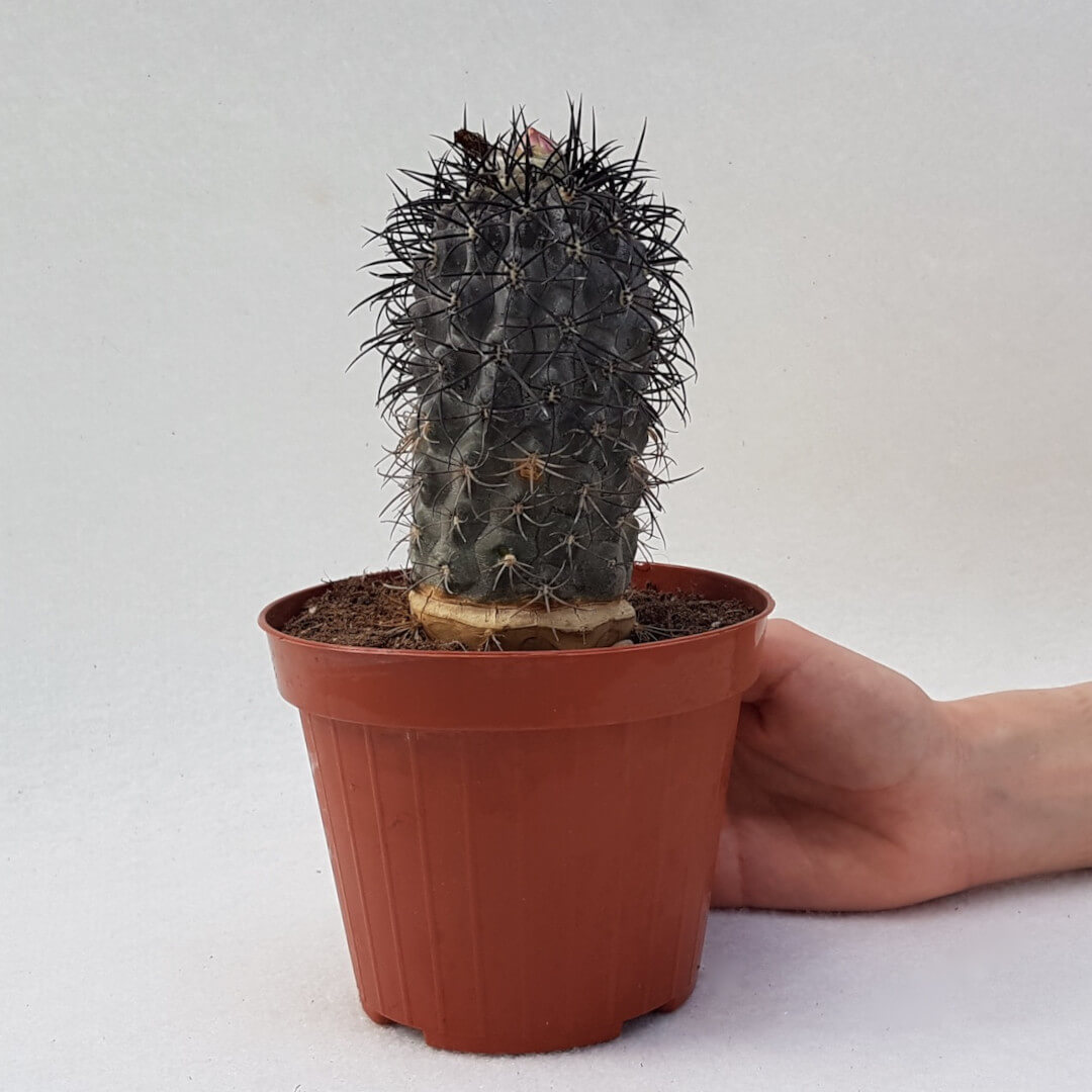 Copiapoa sp. Nova coralendid ignasi big 185 vaso Ø 14