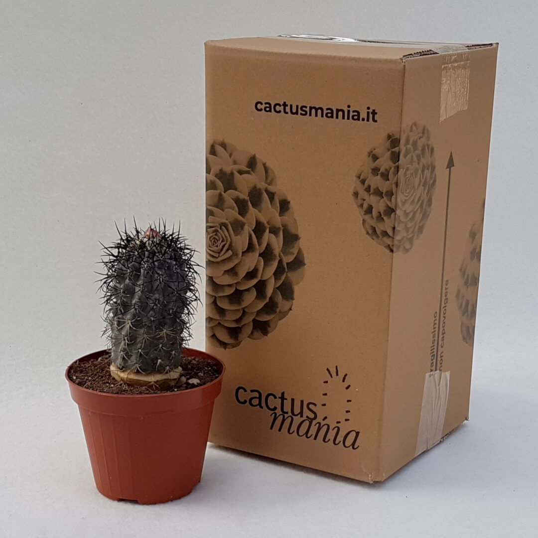 Copiapoa sp. Nova coralendid ignasi big 185 vaso Ø 14