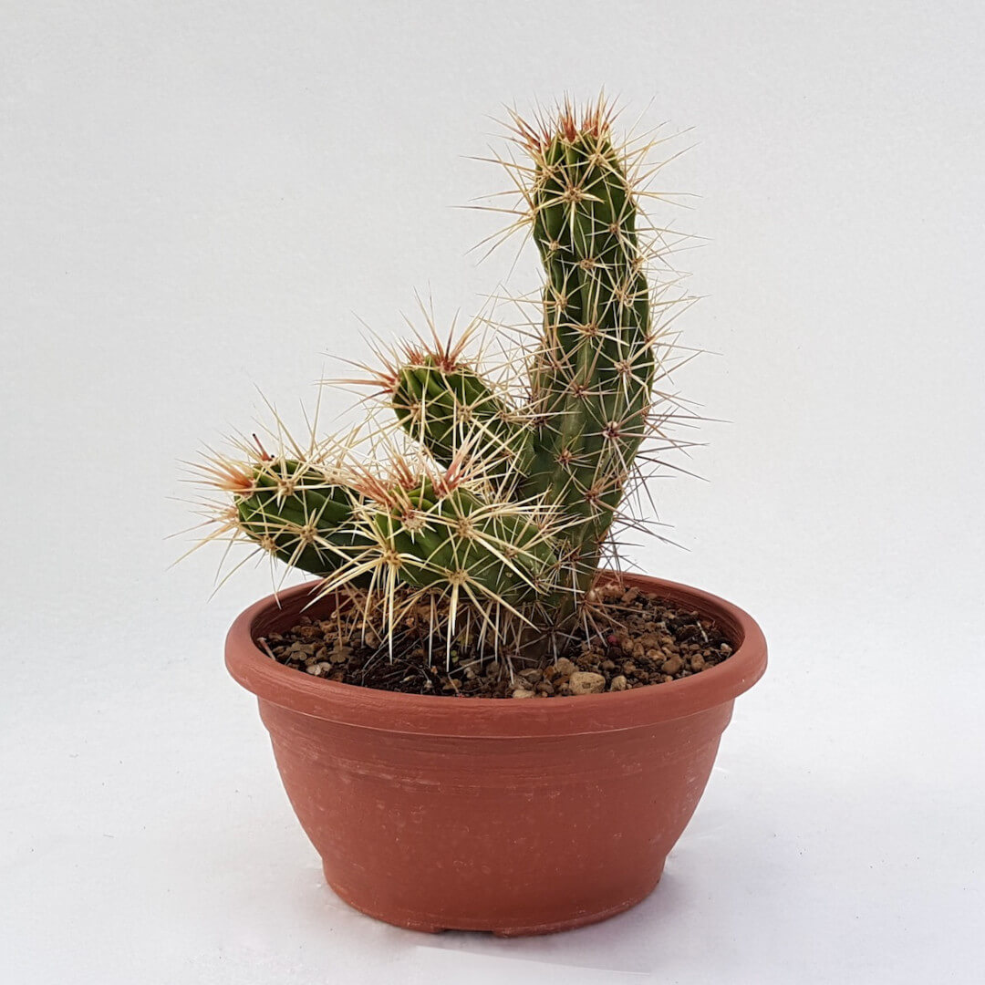 Echinocereus maritimus vaso Ø 20