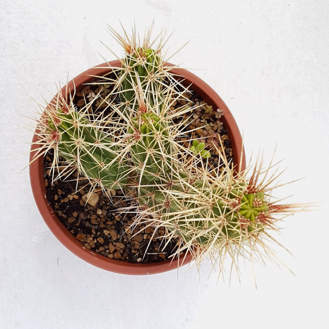 Echinocereus maritimus vaso Ø 20