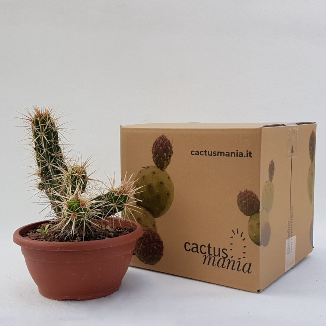 Echinocereus maritimus vaso Ø 20