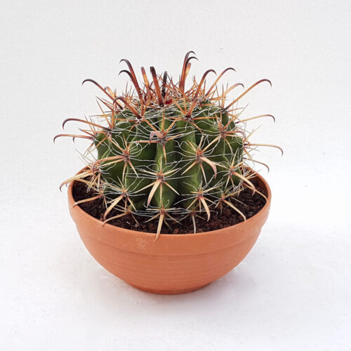 Ferocactus horridus vaso Ø 25