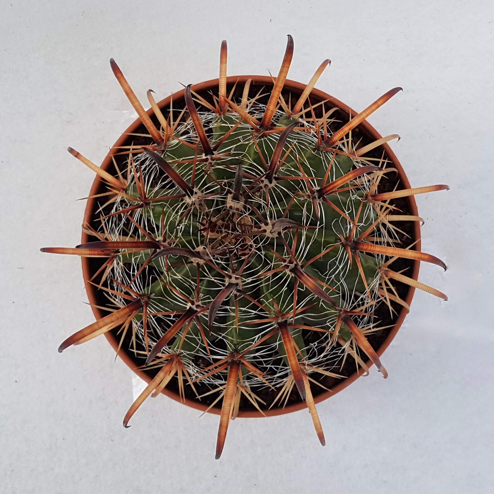 Ferocactus horridus vaso Ø 25