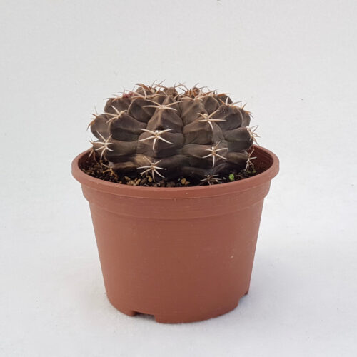 Gymnocalycium marsoneri vaso Ø 14