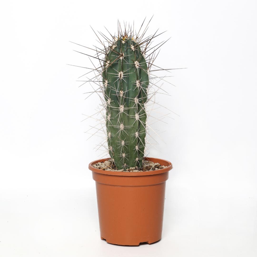 Stetsonia coryne vaso Ø 17 - immagine 2