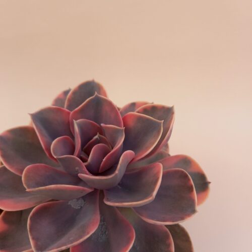 Echeveria Perle von Nurnberg variegata cv rainbow vaso Ø 10,5