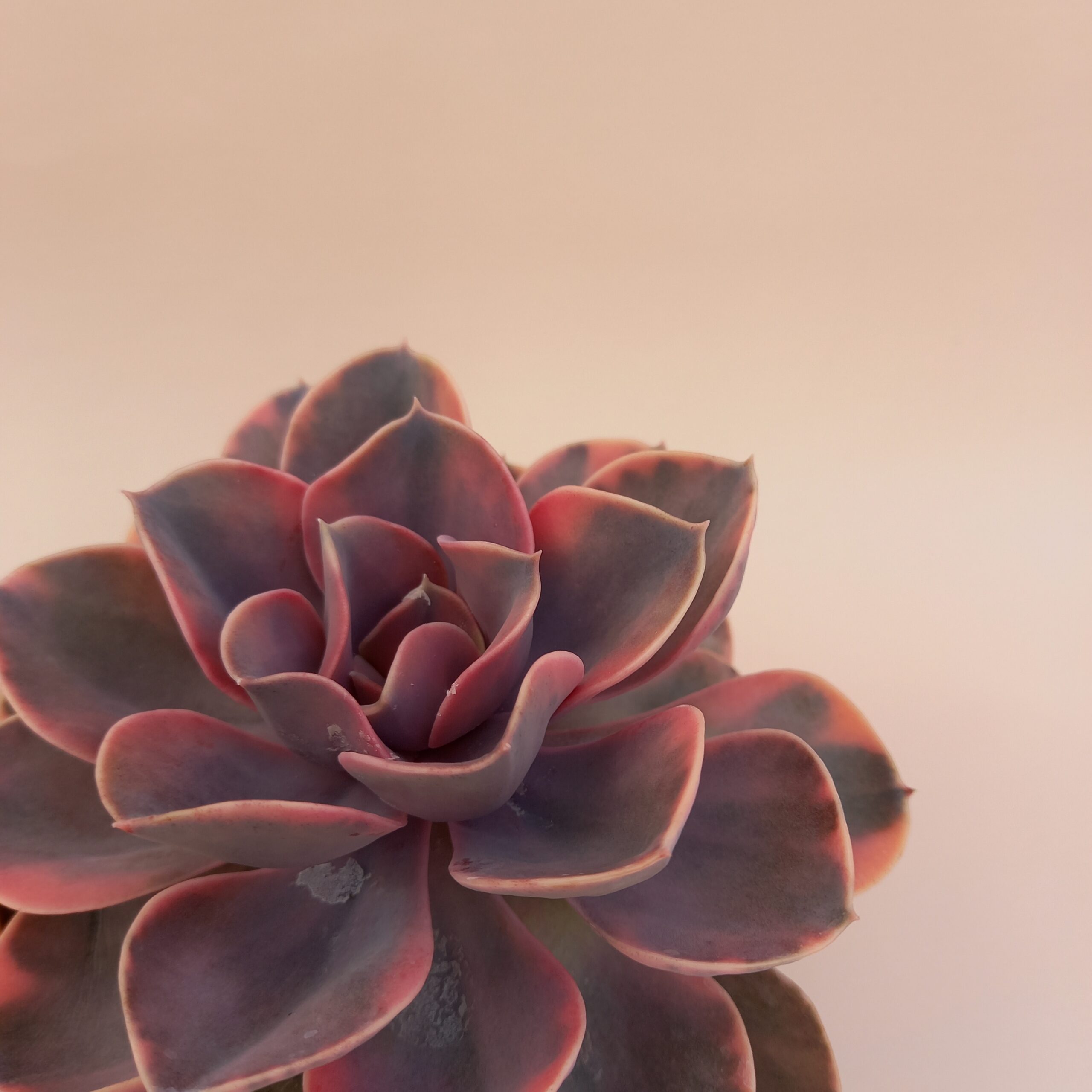 Echeveria Perle von Nurnberg variegata cv rainbow vaso Ø 10,5
