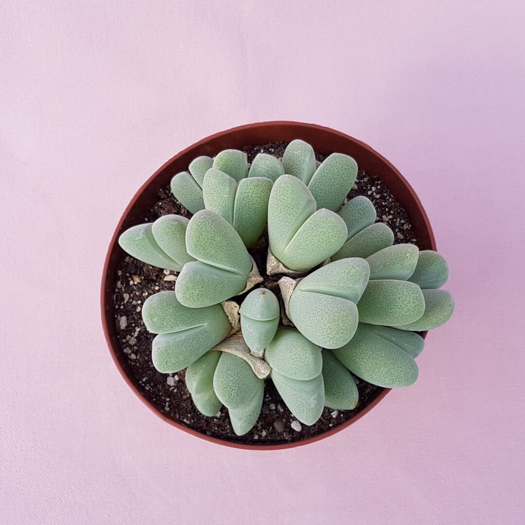 Cheiridopsis pillansii vaso Ø 12