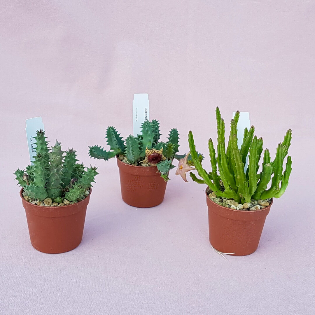 Collezione 3 Asclepiadaceae vaso Ø 6,5