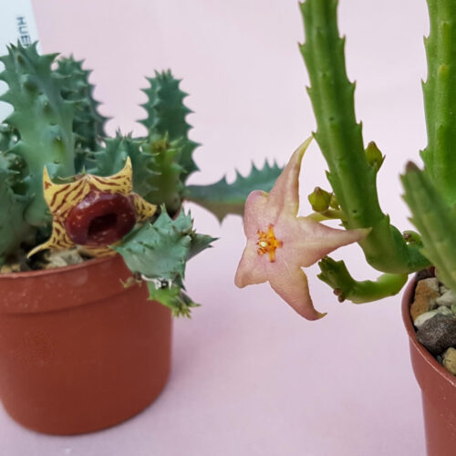 Set di 3 Asclepiadaceae Ø 6,5 cm
