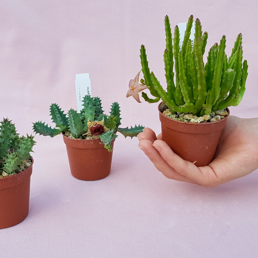 Collezione 3 Asclepiadaceae vaso Ø 6,5