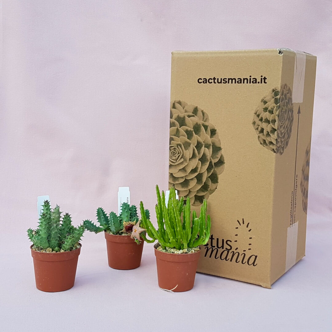 Collezione 3 Asclepiadaceae vaso Ø 6,5