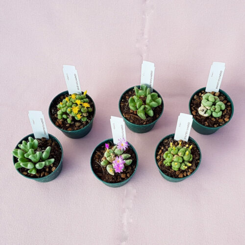 Assortimento 6 Conophytum Ø 6,5 cm