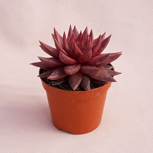 Echeveria agavoides cv celestia vaso Ø 8,5