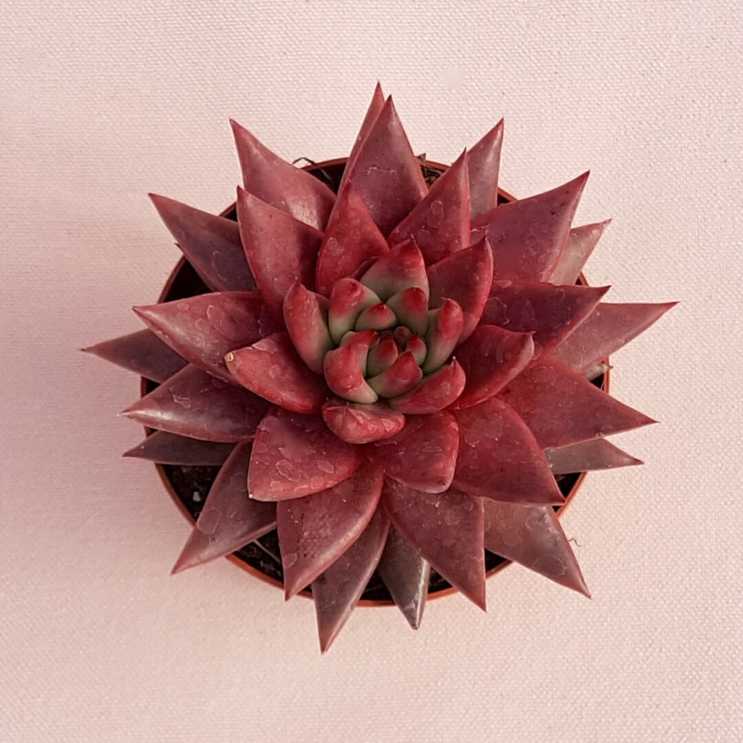 Echeveria agavoides Celestia vaso Ø 8,5 Echeveria agavoides Celestia vaso Ø 8,5