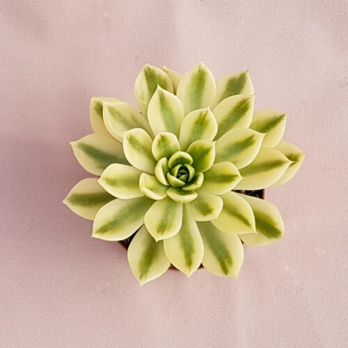 Echeveria agavoides Mira variegata vaso Ø 10,5