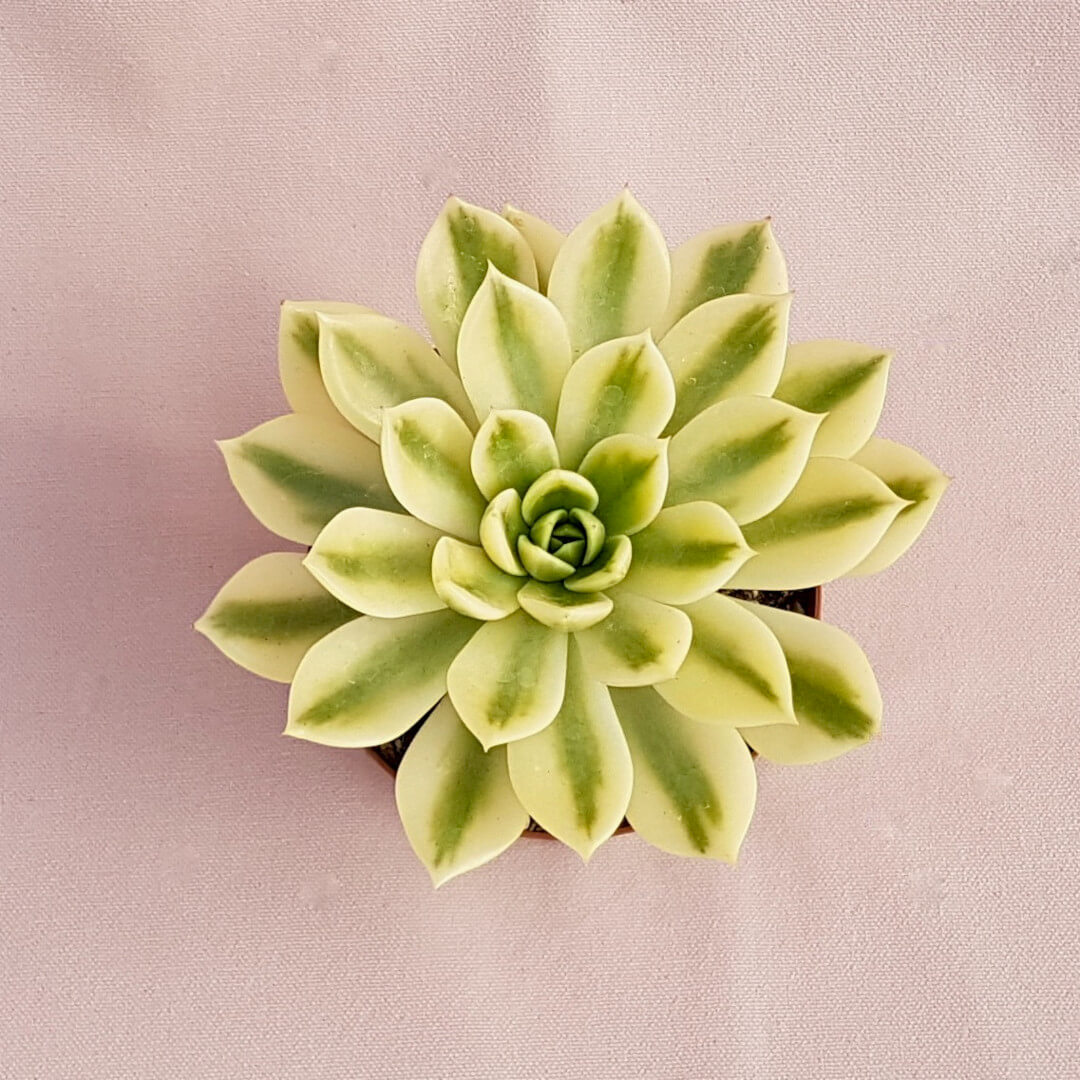 Echeveria agavoides Mira variegata vaso Ø 10,5