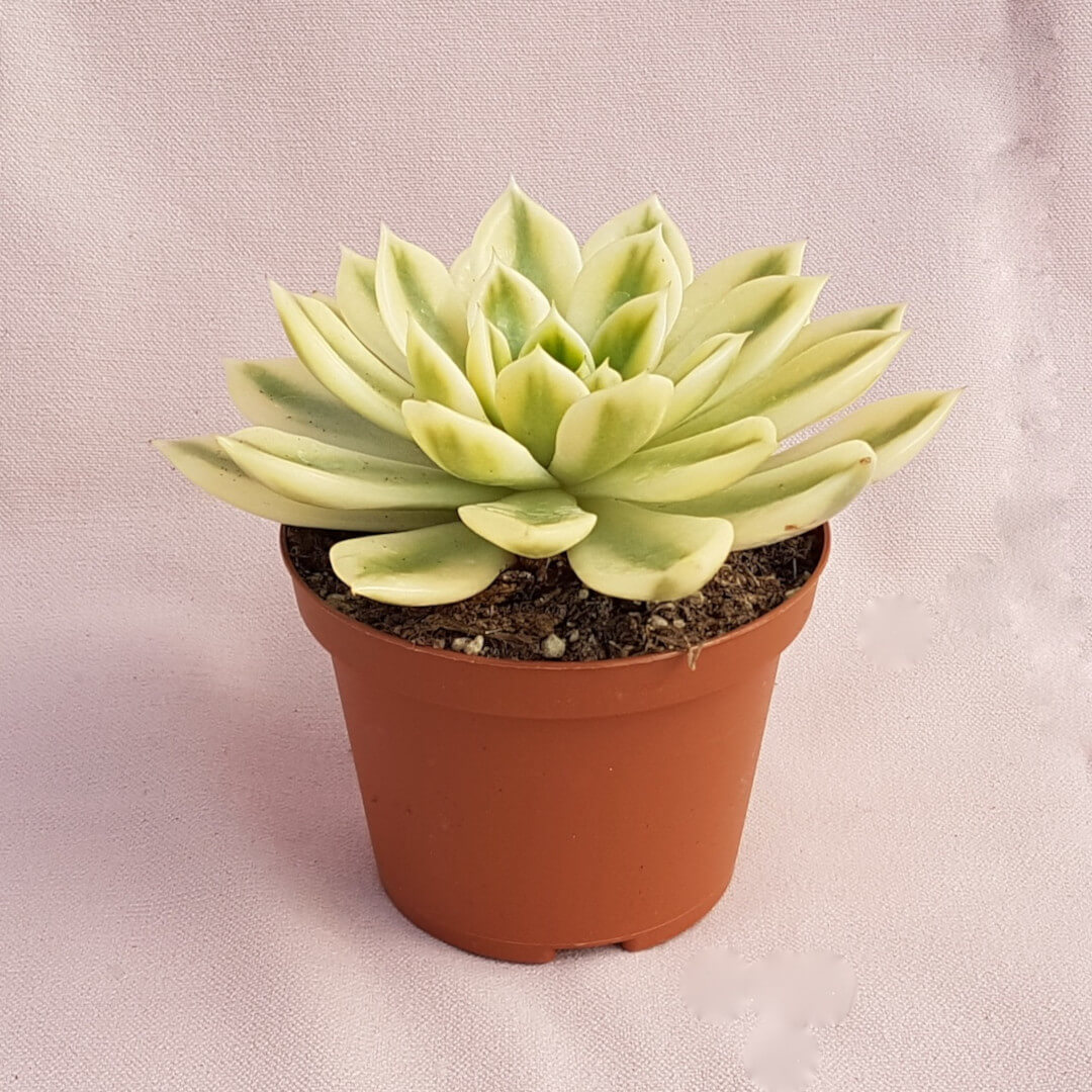 Echeveria agavoides Mira variegata vaso Ø 10,5