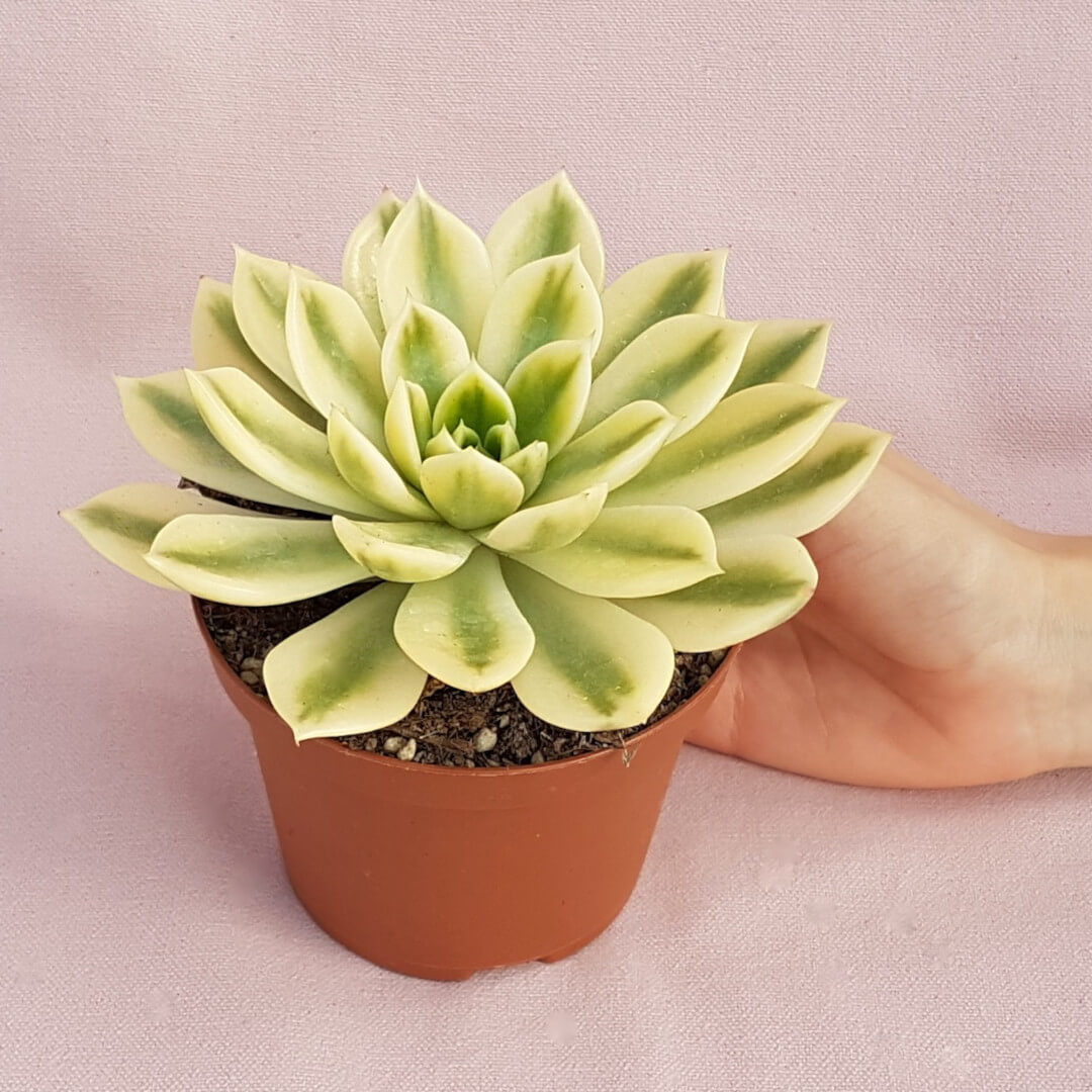 Echeveria agavoides Mira variegata vaso Ø 10,5