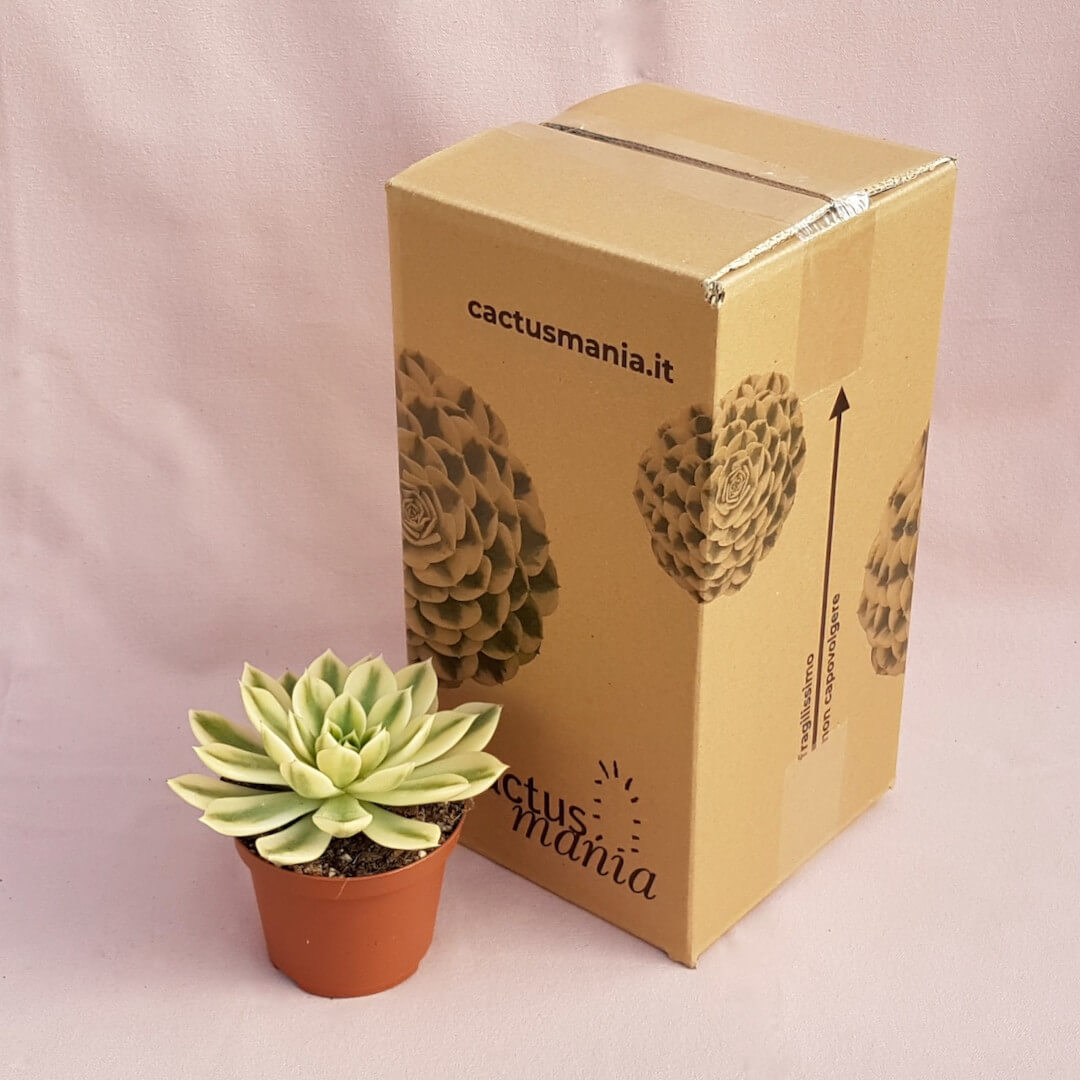 Echeveria agavoides Mira variegata vaso Ø 10,5