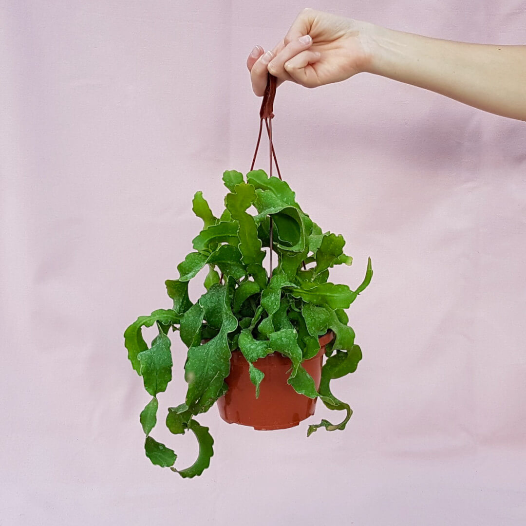 Epiphyllum guatemalense Monstruosa vaso basket Ø 15