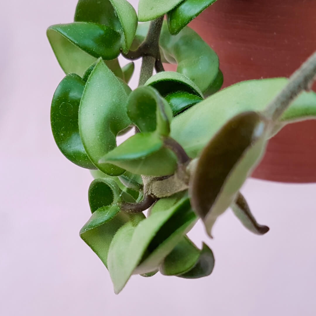 Hoya carnosa mostruosa vaso basket Ø14