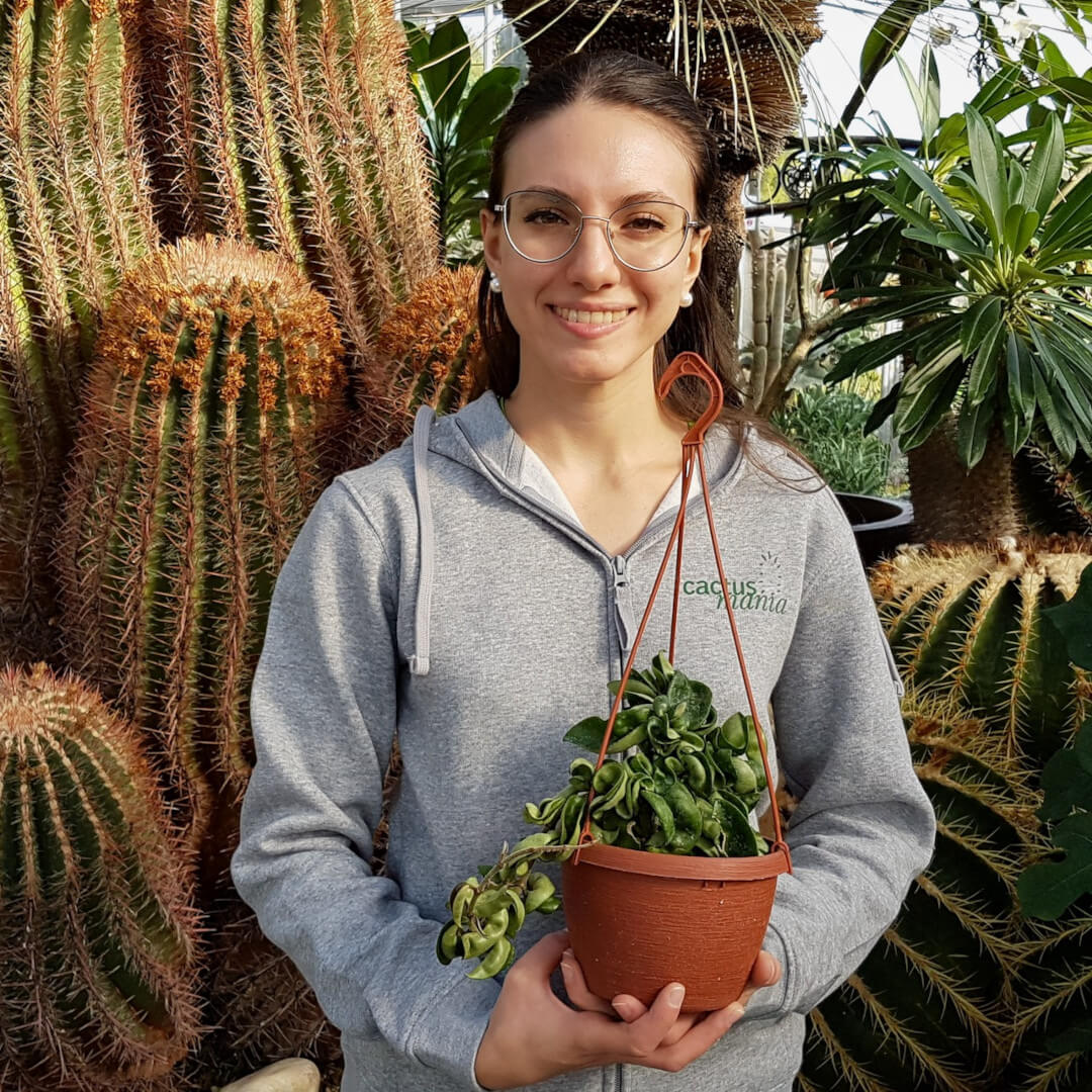 Hoya carnosa mostruosa vaso basket Ø 14
