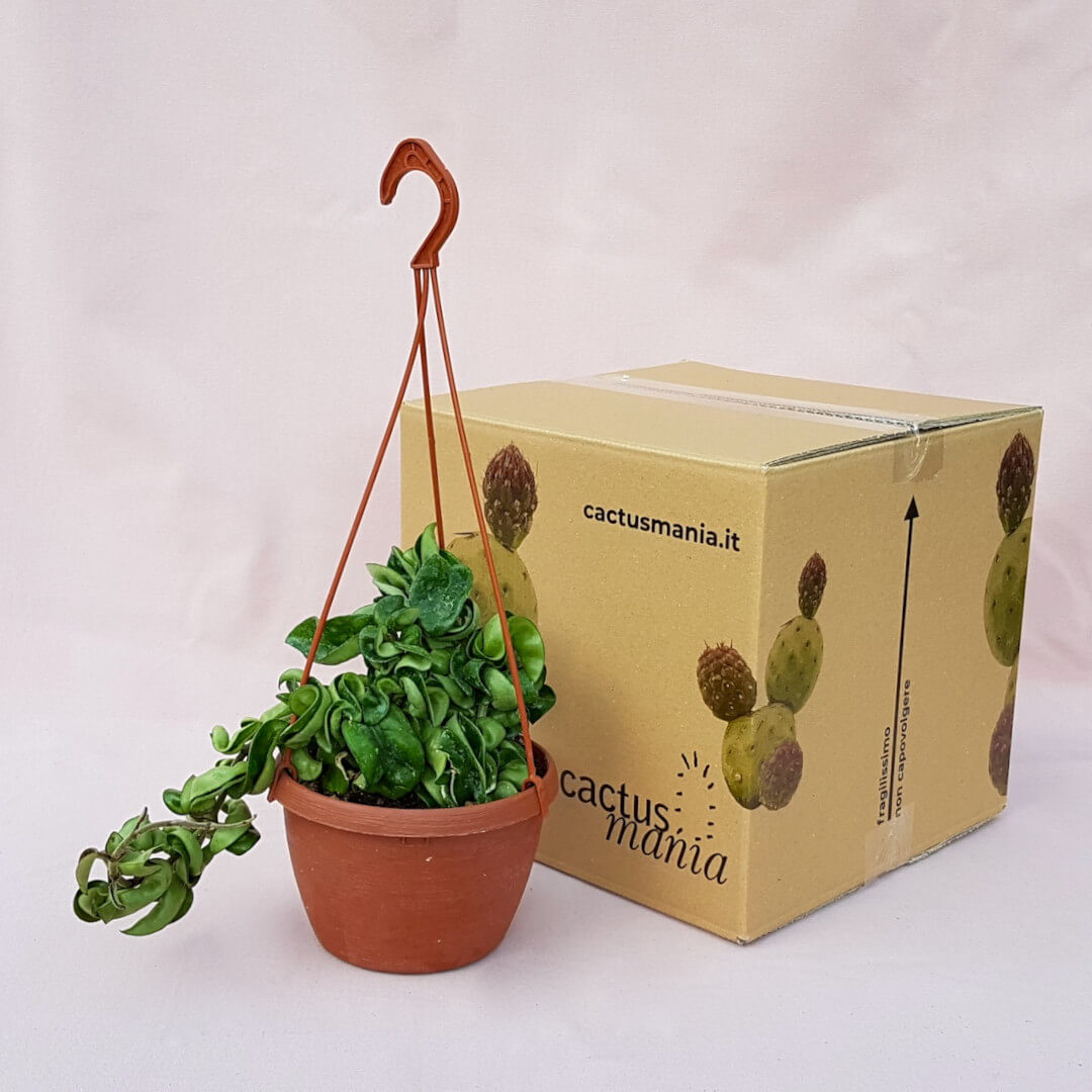 Hoya carnosa mostruosa vaso basket Ø14