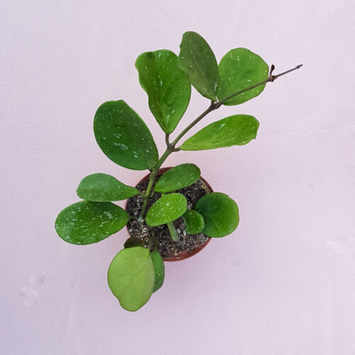 Hoya obovata vaso Ø 10,5