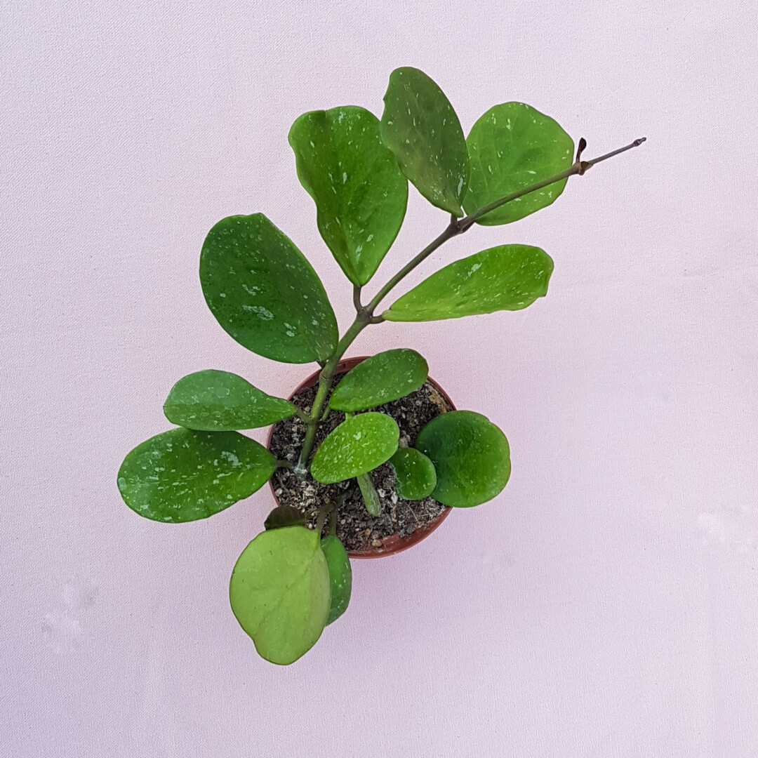 Hoya obovata vaso Ø 10,5