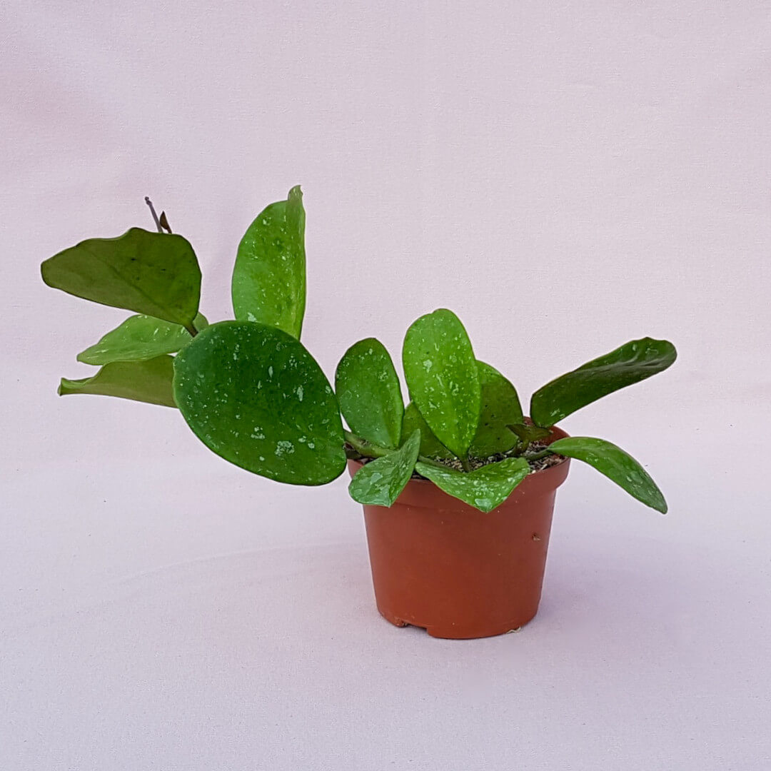 Hoya obovata vaso Ø 10,5