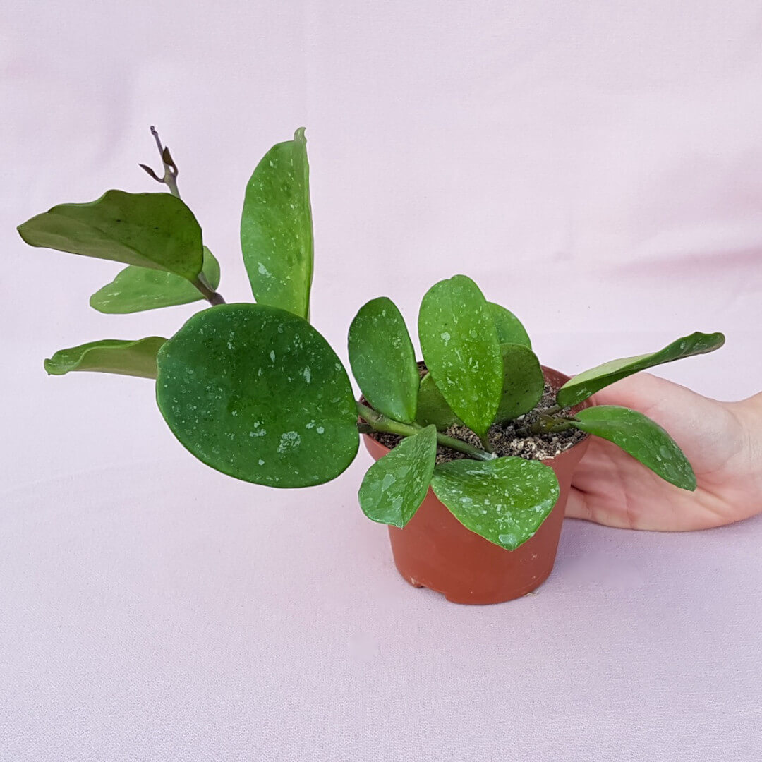 Hoya obovata vaso Ø 10,5