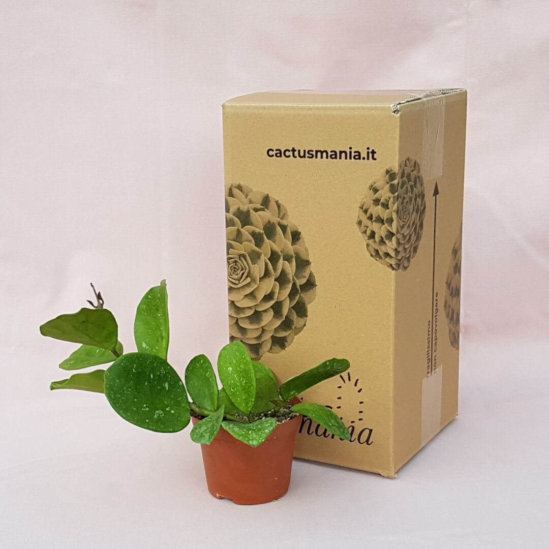 Hoya obovata vaso Ø 10,5