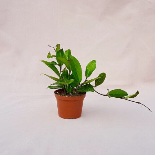 Hoya pubicalyx vaso Ø 10,5