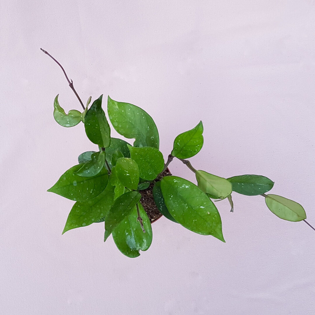 Hoya pubicalyx vaso Ø 10,5