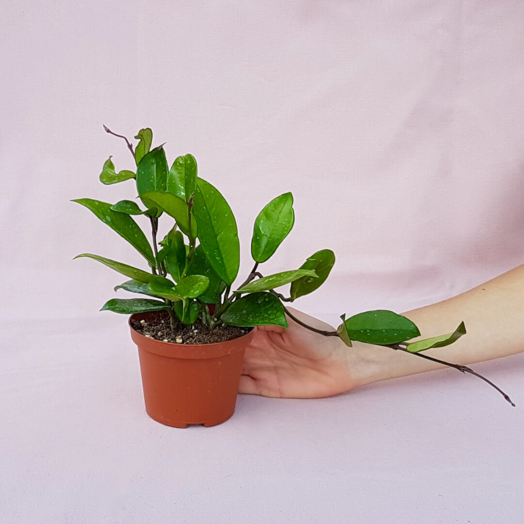 Hoya pubicalyx vaso Ø 10,5