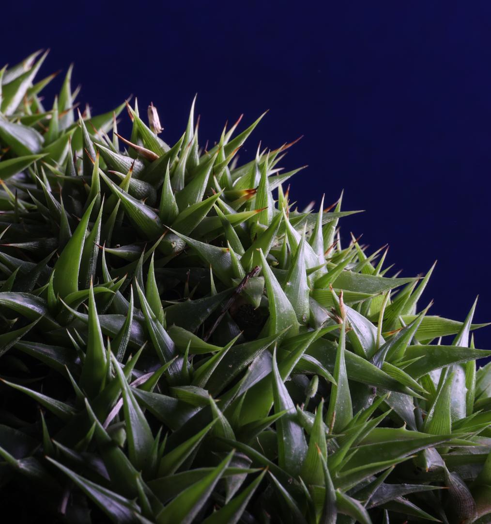 Abromeitiella brevifolia (Deuterocohnia brevifolia) vaso Ø 35