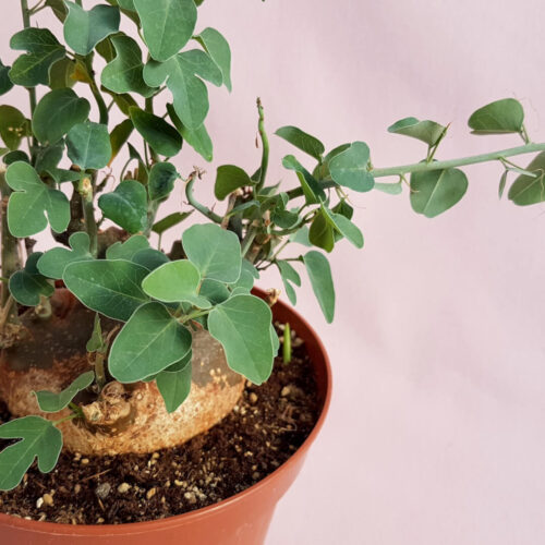 Adenia spinosa vaso Ø 14