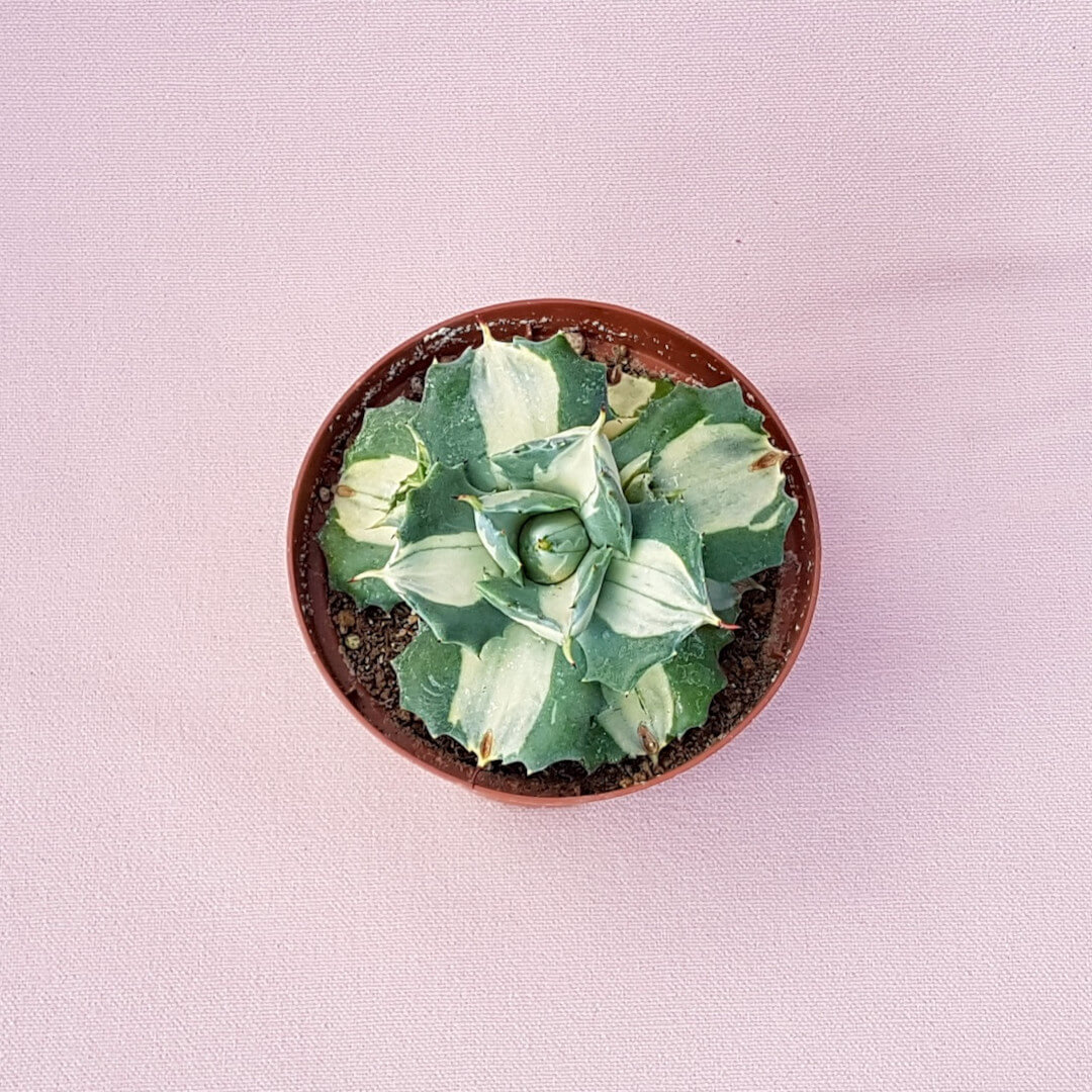 Agave isthmensis Ohi Raijin